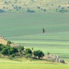 Orel nejmensi - Hieraaetus pennatus - Booted Eagle 7478